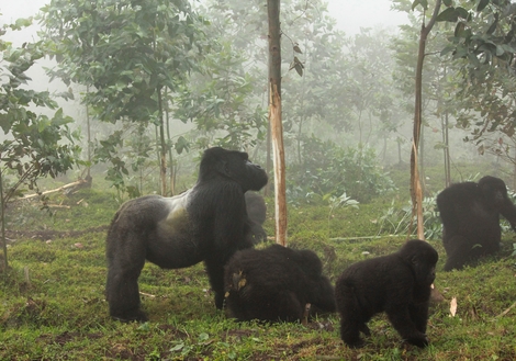 Great Apes of Rwanda